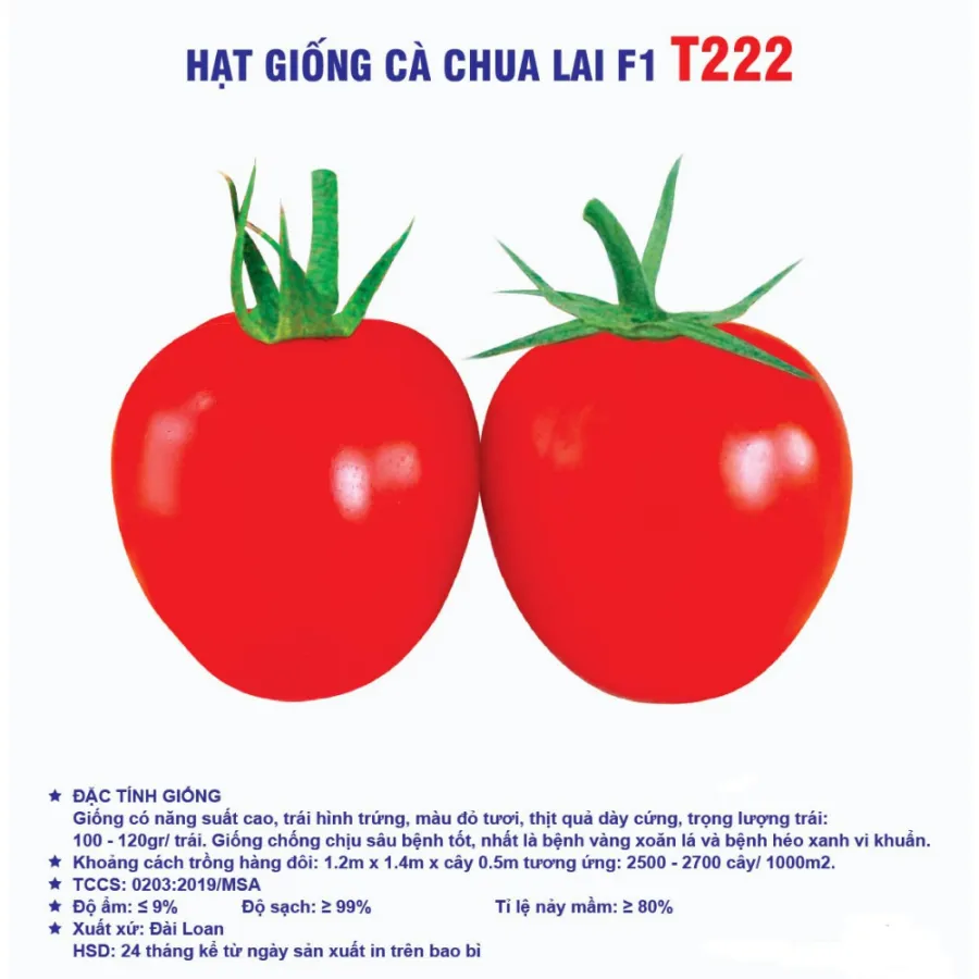 Hạt giống Cà chua Lai F1 T222