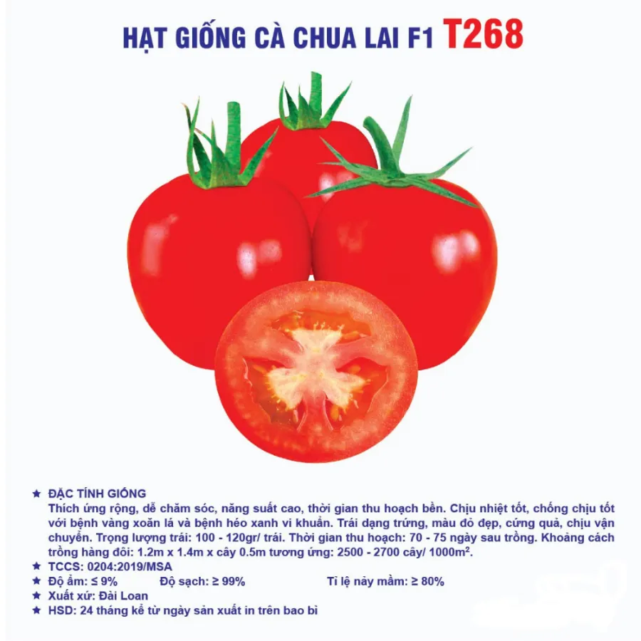 Hạt giống Cà chua chịu nhiệt F1 T268
