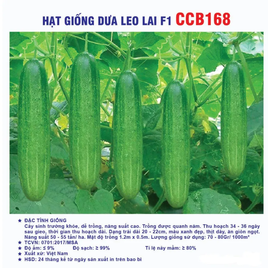 Hạt giống Dưa leo lai F1 CCB168