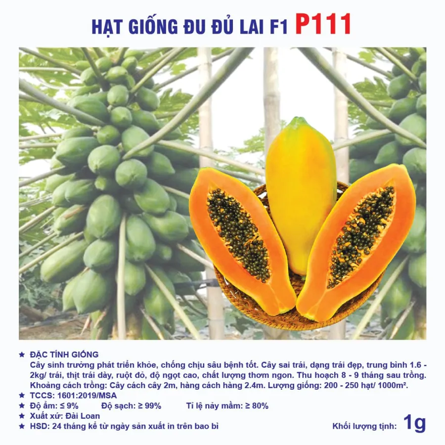 Hạt giống Đu đủ ruột đỏ F1 P111