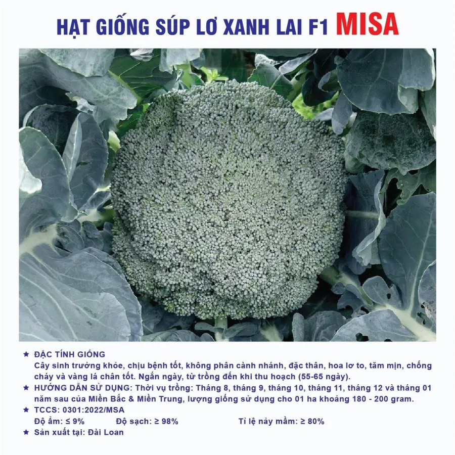 Hạt giống Lơ xanh chịu nhiệt F1 Misa