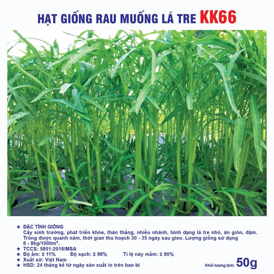 Hạt giống Rau muống lá tre KK66