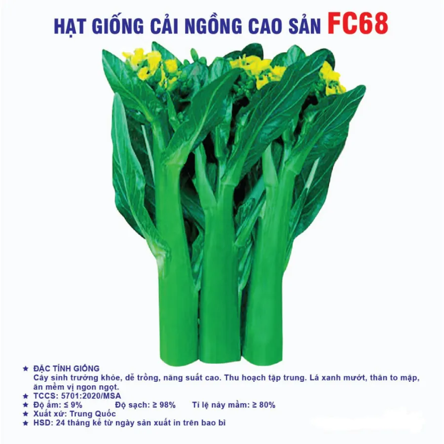 Hạt giống Cải ngồng FC68