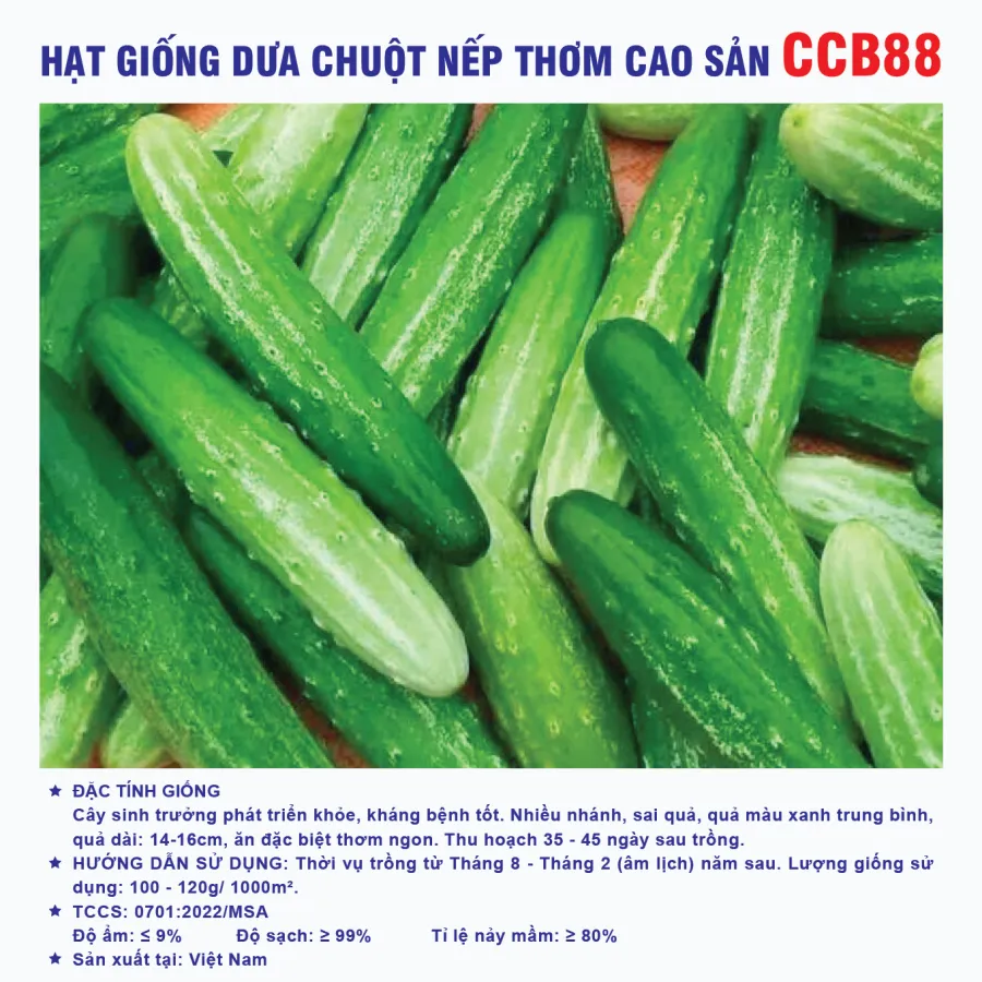 Hạt giống Dưa leo nếp thơm cao sản CCB88