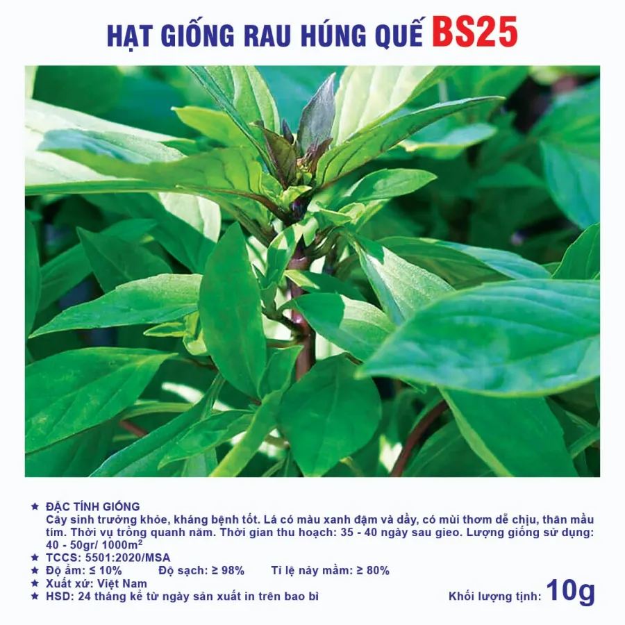 Hạt giống Húng quế  BS25