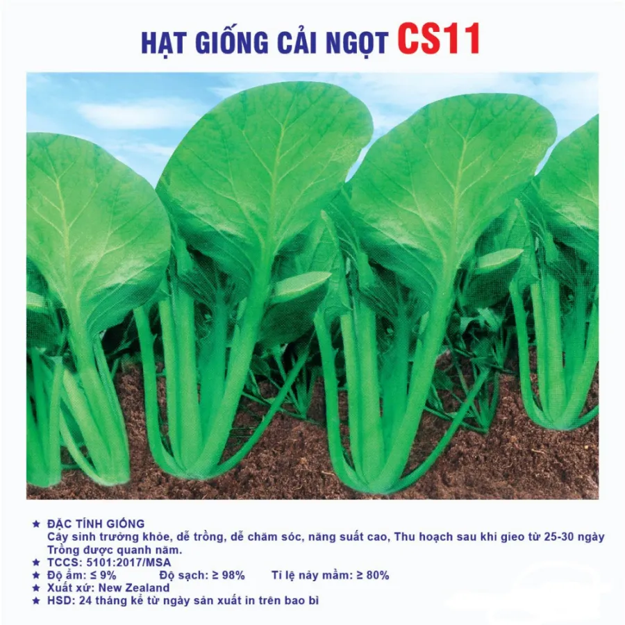 Hạt giống Cải ngọt CS11