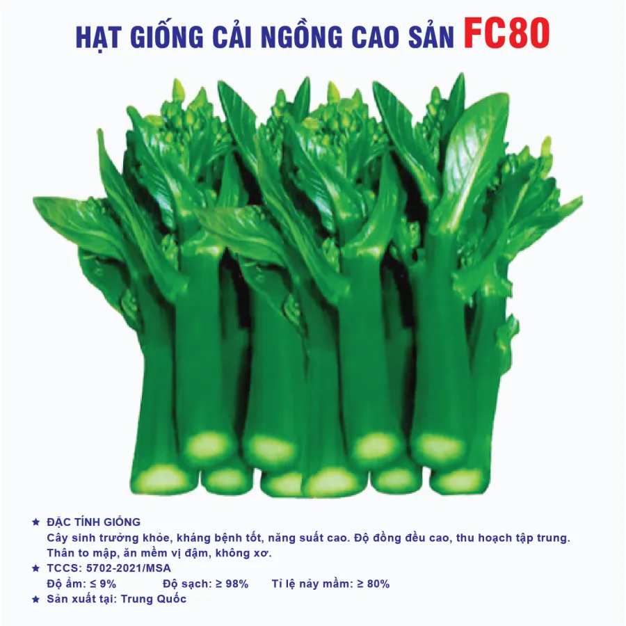 Hạt giống cải ngồng cao sản FC80