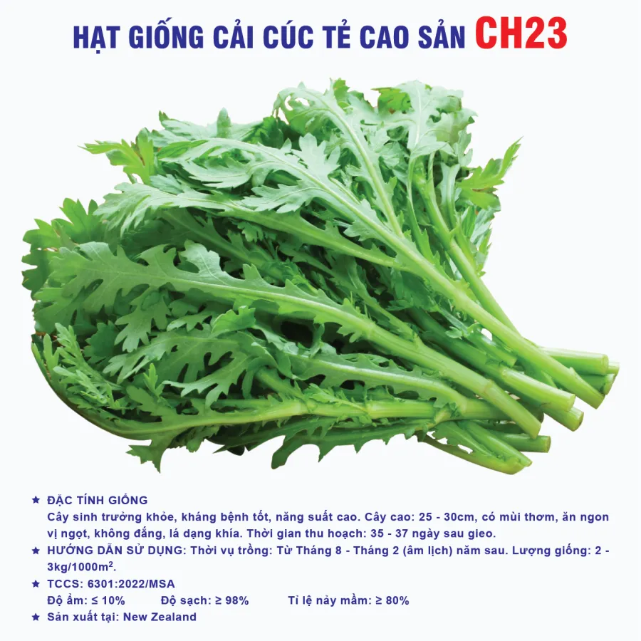 Hạt giống cải cúc cao cấp CH23