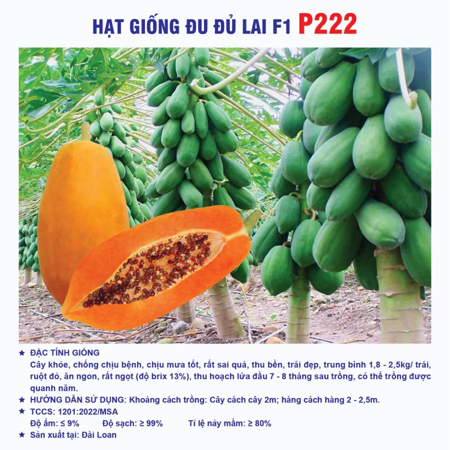 Hạt giống đu đủ ruột đỏ lai F1 P222