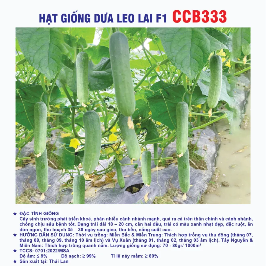 Hạt giống dưa leo lai F1 CCB333