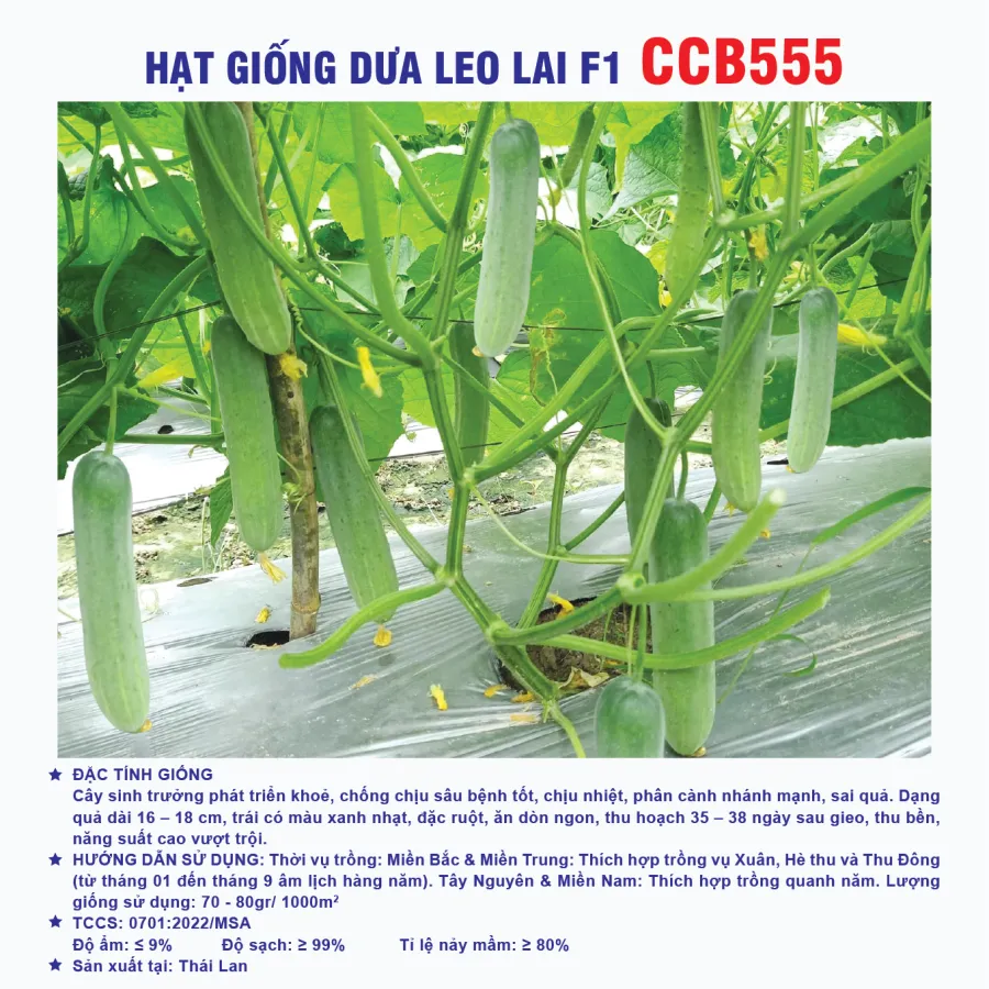 Hạt giống dưa leo lai F1 CCB555