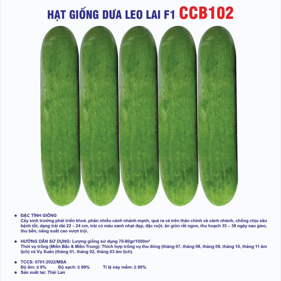 Hạt giống dưa leo lai F1 CCB102