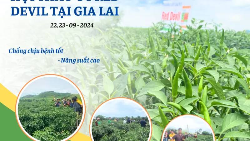 Gia Lai Hội thảo giống Ớt Red Devil trồng trong giai đoạn mùa mưa