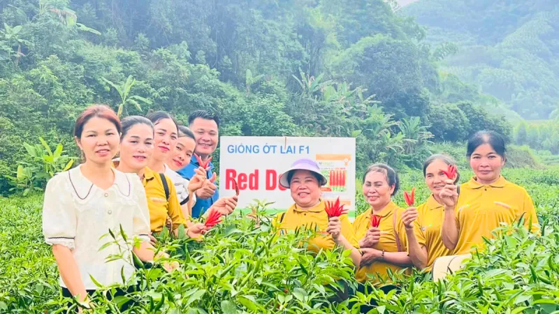 Bà con Lạng Sơn thăm quan và đánh giá giống Ớt Red Devil