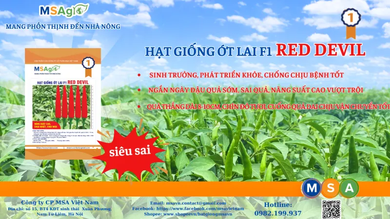 QUY TRÌNH CANH TÁC ỚT RED DEVIL