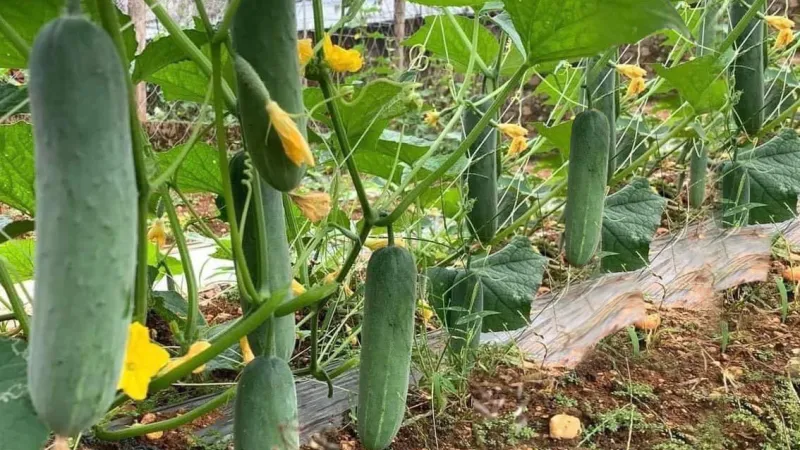 TRỒNG VÀ CHĂM SÓC DƯA LEO LAI F1 TOP GREEN