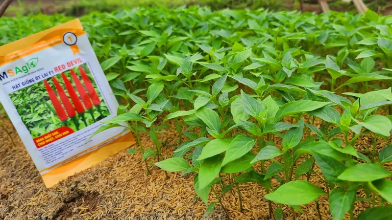 Hội thảo ớt Red devil tại Quỳnh Phụ Thái Bình