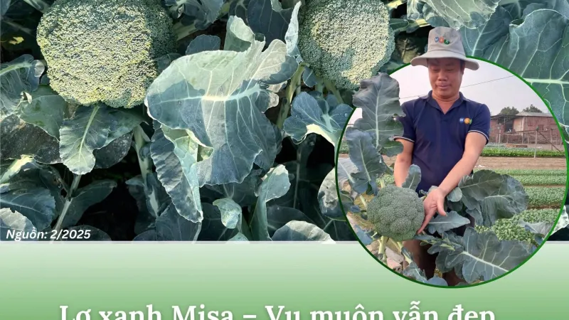 Trồng Lơ xanh Misa vụ muộn không lo thất thu