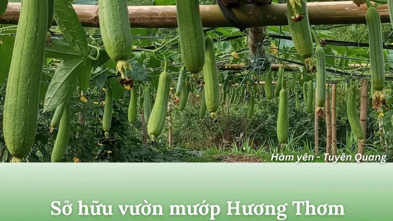 Sở hữu vườn mướp thơm sai trĩu cùng mướp hương LF999