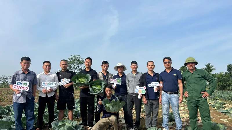Thực tế trồng Bắp cải vụ muộn tại Ba Vì Hà Nội