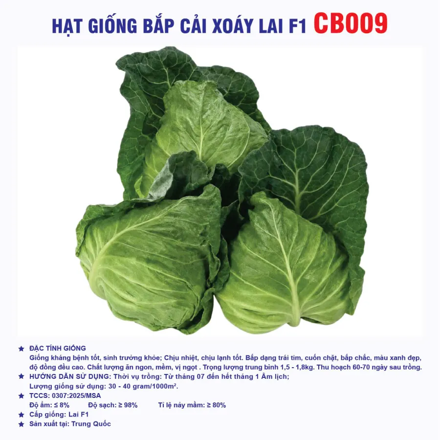 Hạt giống Bắp cải xoáy lai F1 CB009