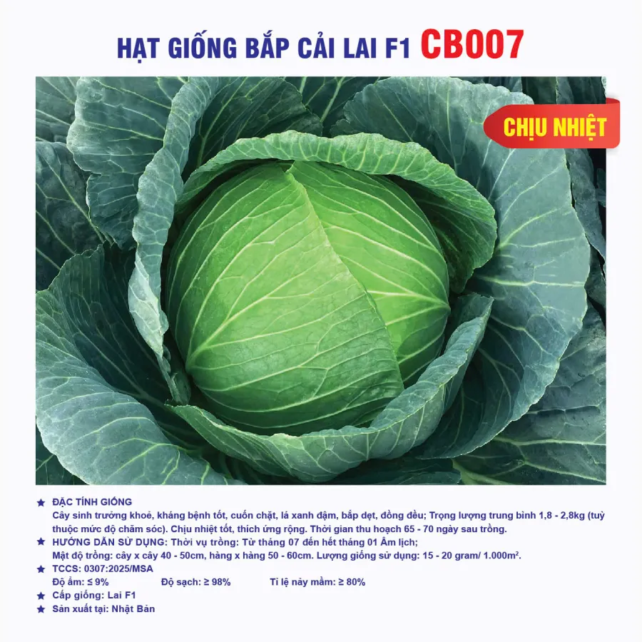 Hạt giống Bắp Cải Lai F1 CB007