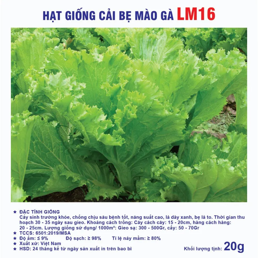 Hạt giống Cải bẹ mào gà LM16